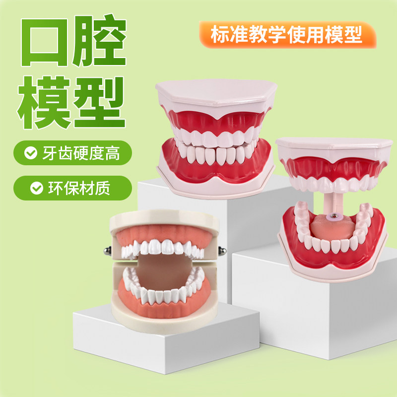 牙齿模型幼儿园早教刷牙模具标准两倍假牙科儿童T宝宝口腔教学道