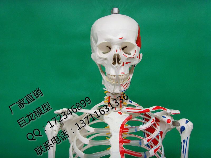 厂家直销 医学教学1o70CM人体骨骼标本模型 附肌肉起止点骨架模型