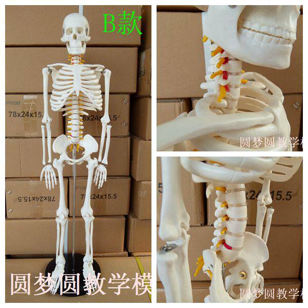 85CM人体骨骼模型附神r经椎间盘 医用骨架模型 脊椎神经模型 脊柱