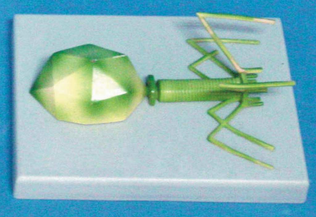 立体噬菌体病毒结构模型E医用生物教学讲解展示