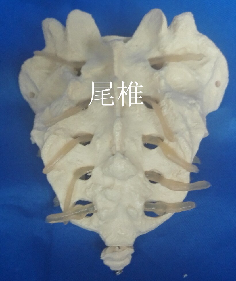 人体1:1骶骨椎o模型 骨骼 骨架 医用教学模型