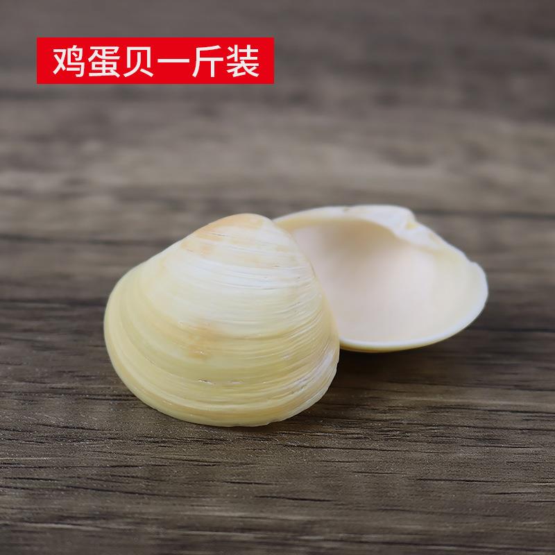 天然黄D色贝壳流海螺小贝壳鸡蛋贝缸装饰I鱼Y漂瓶材鸡蛋贝料一斤