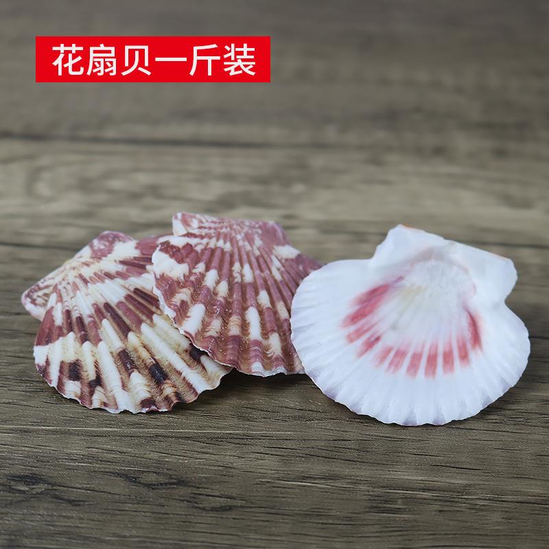 天然花扇贝4-6cm贝壳螺海鱼缸彩台装饰地中海家居diy工地艺品.