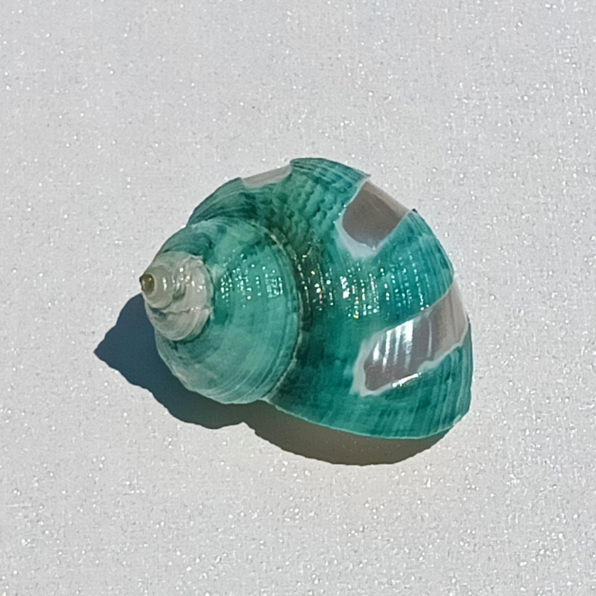 970天然海螺风车绿油螺寄居蟹卷鱼替换壳鱼缸贝造景家果居摆饰件