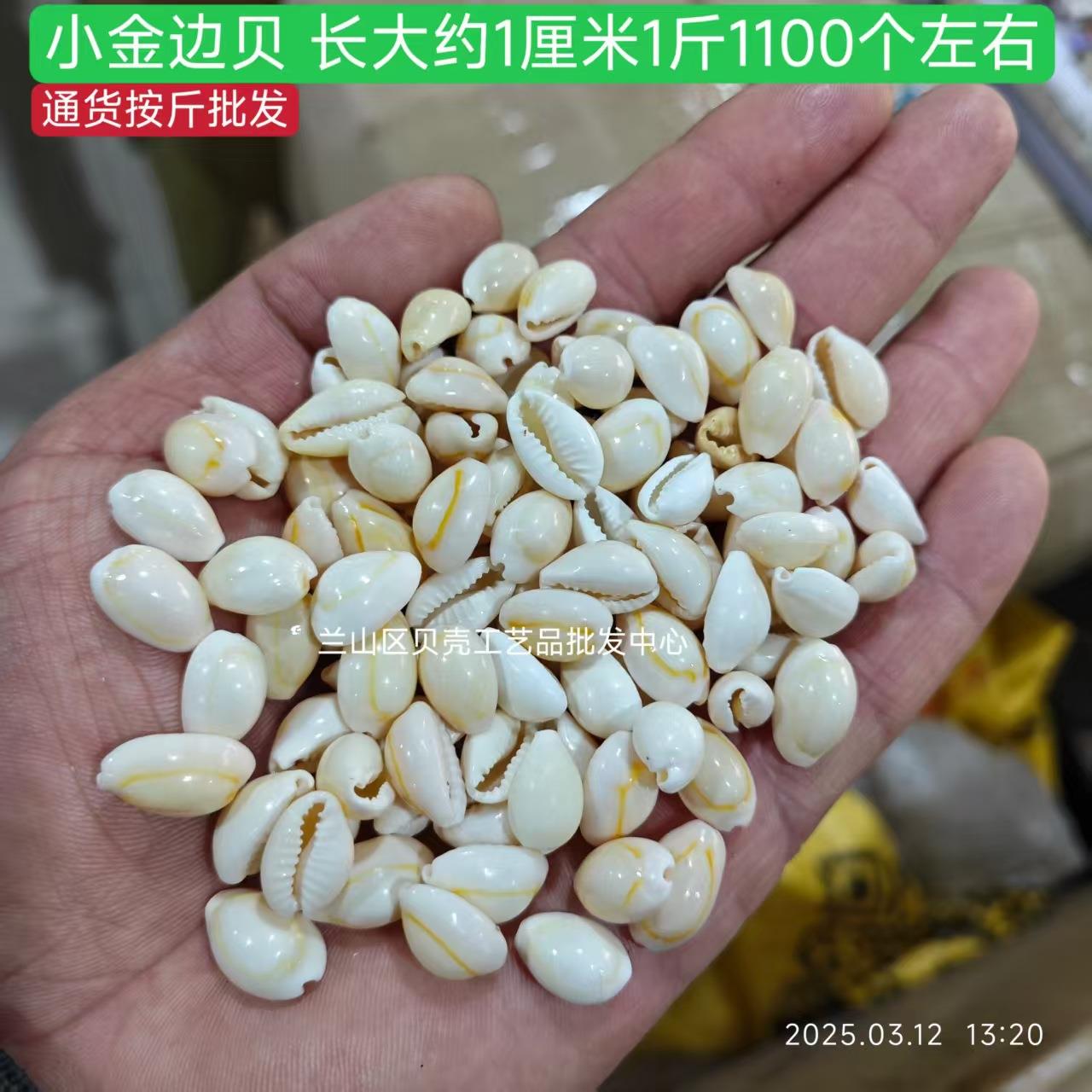 贝壳海螺按卖 边切顶 打孔 斤金贝 鱼缸水族箱造景装标本饰收藏.