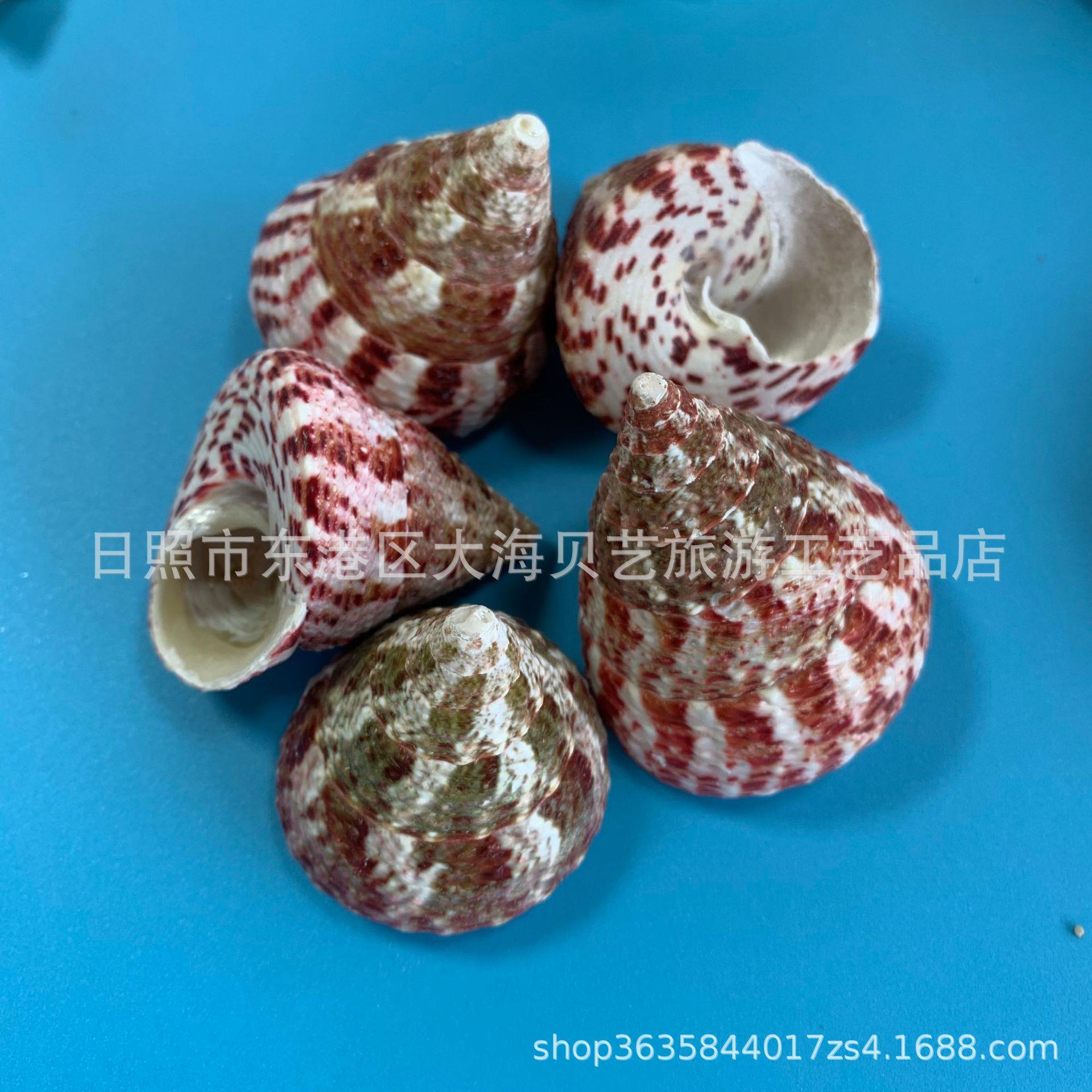 天贝壳海螺按斤品卖工艺水族鱼缸装饰儿教童学然创意作品140材料