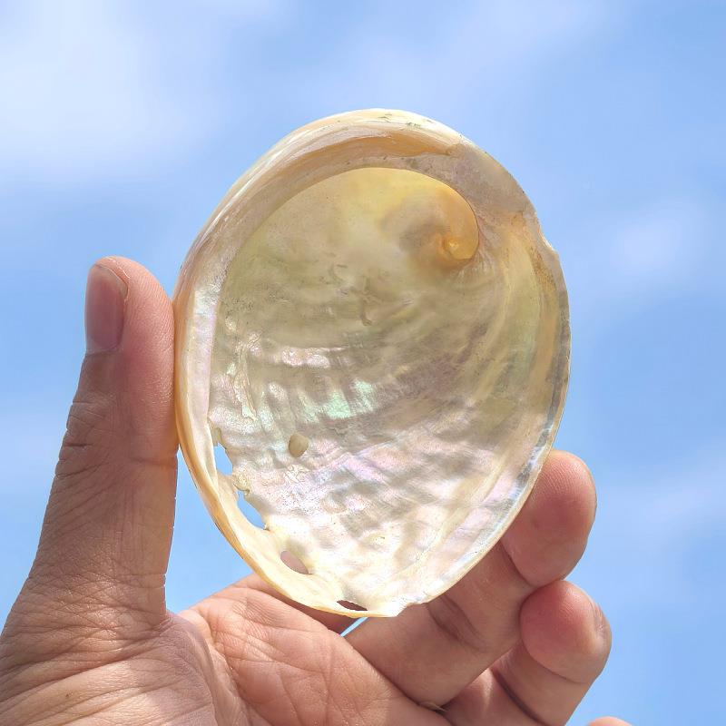 天鱼然白色纹大鲍鱼贝壳居饰品家海螺壳缸水族创意摆件招财鱼鲍壳