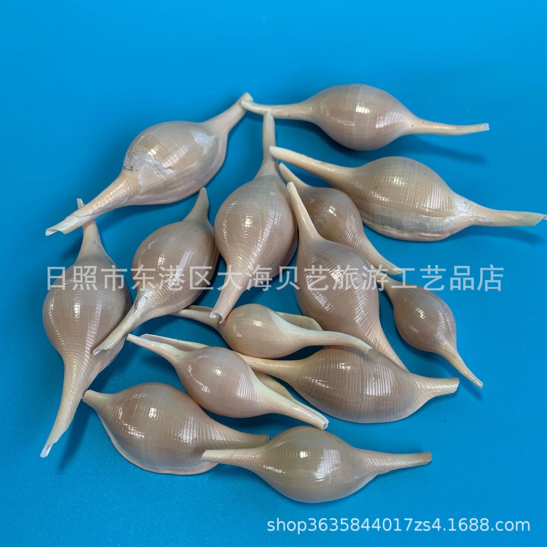 海兔螺 299天然纪海螺壳鱼造景家缸居摆件贝旅游念儿童科普 厂家