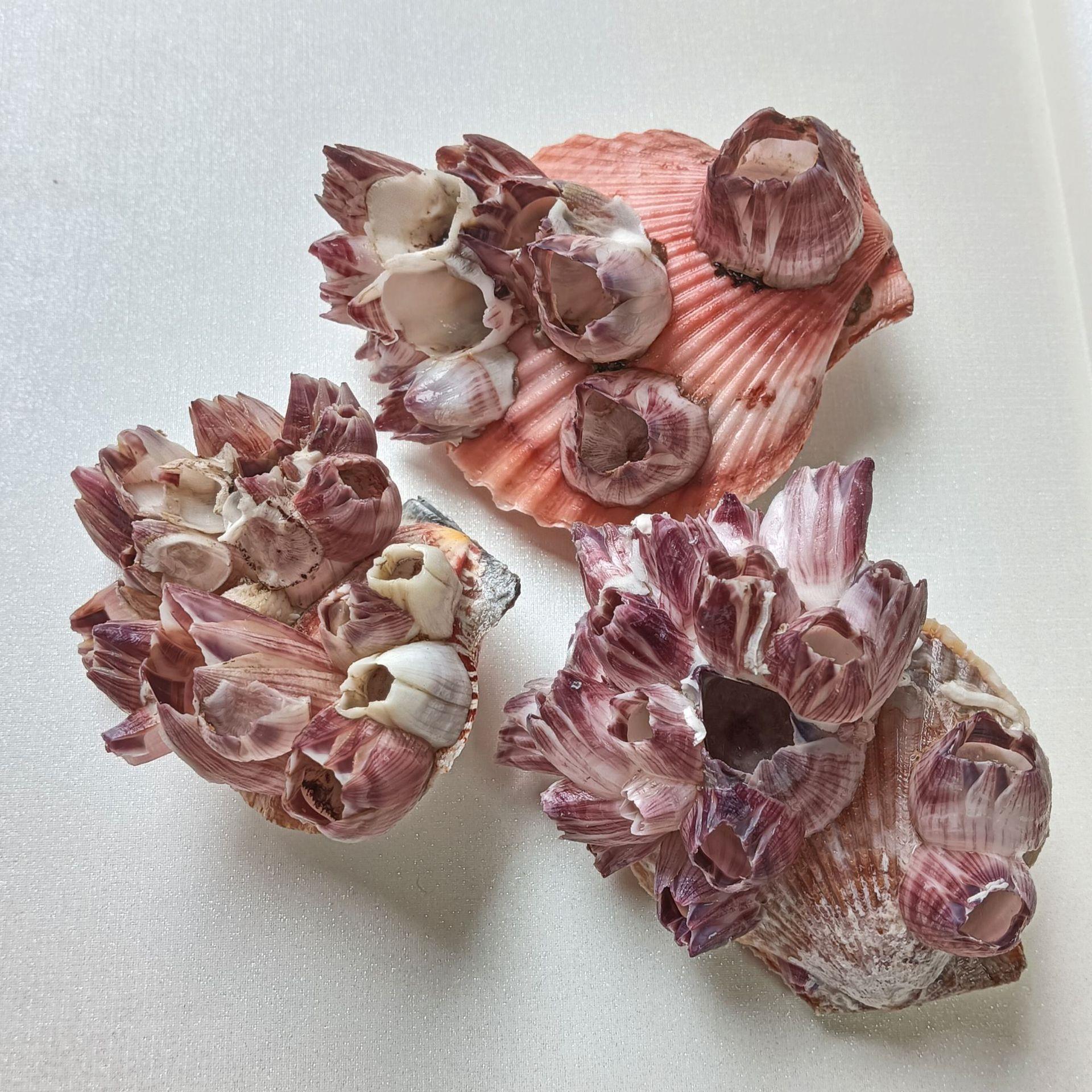 天然然海螺贝壳藤壶扇自贝鱼272缸水族造景地中海创意家居装饰生