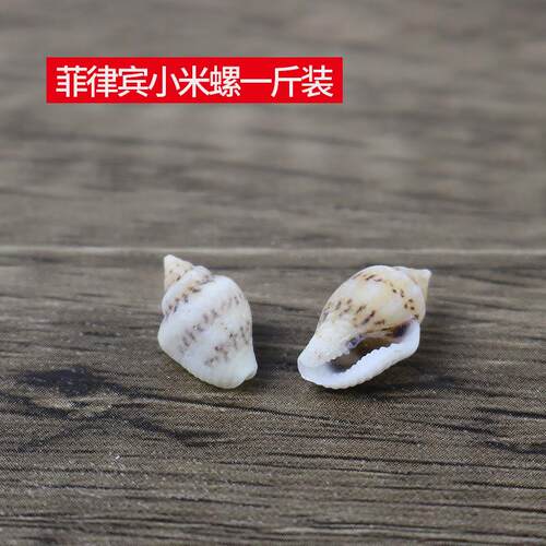 天海然菲宾螺贝壳工艺菲律宾小品材料律小米螺diy创意手工漂流瓶