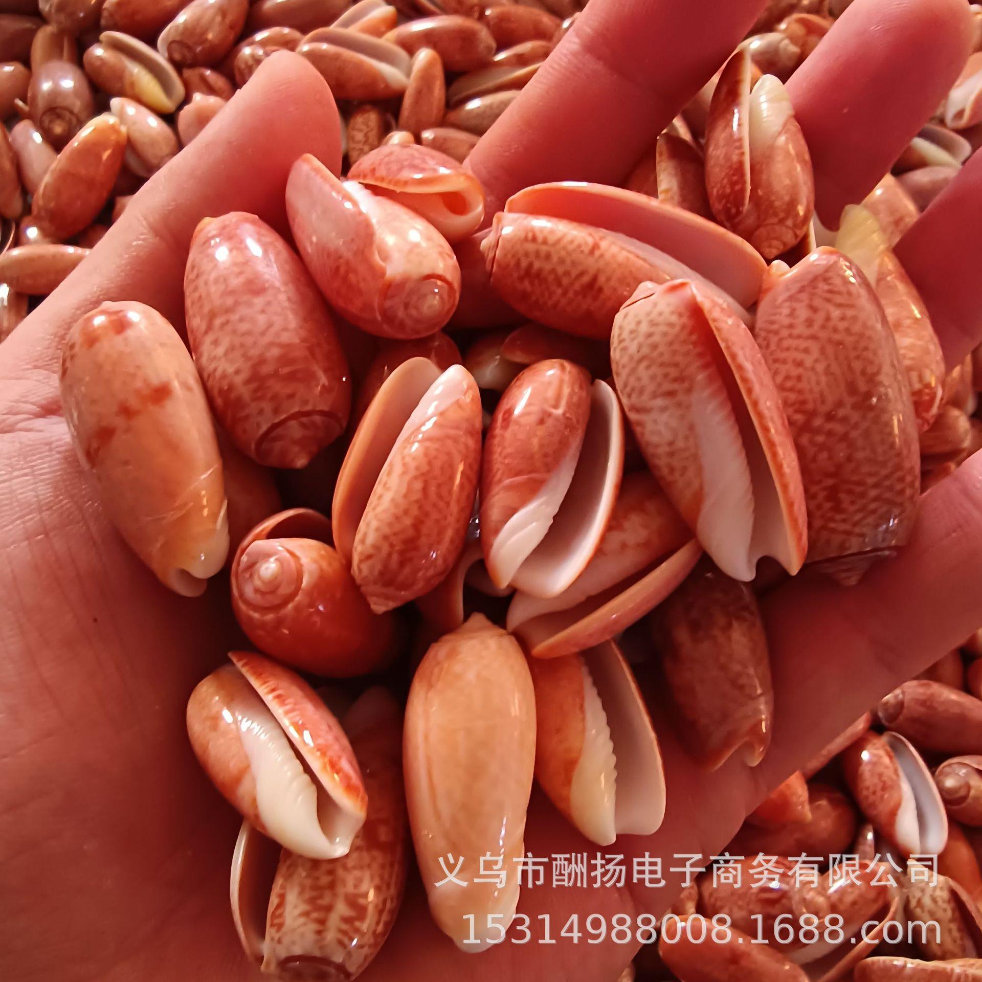 海底星洋-稀有红榧缸螺贝壳海螺海diy鱼流瓶装饰超高漂品质.