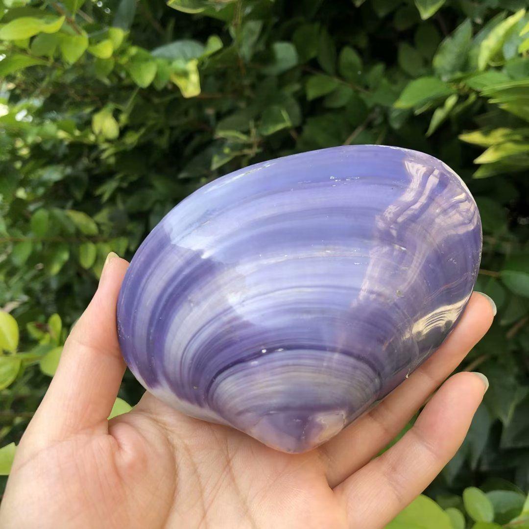 天然螺贝壳粉蛤杨桃紫哈蛤贝壳紫粉鱼缸水族造景海家居摆件道拍摄