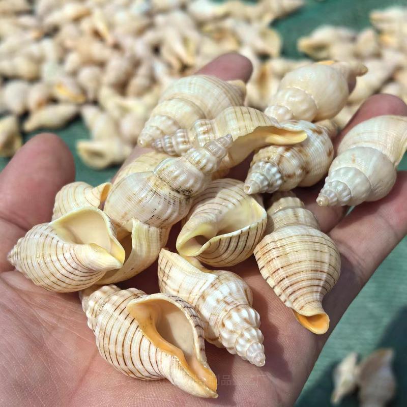 造天然小海螺贝壳按斤 卖 金线织螺壳水族景纹小贝壳礼物收藏.