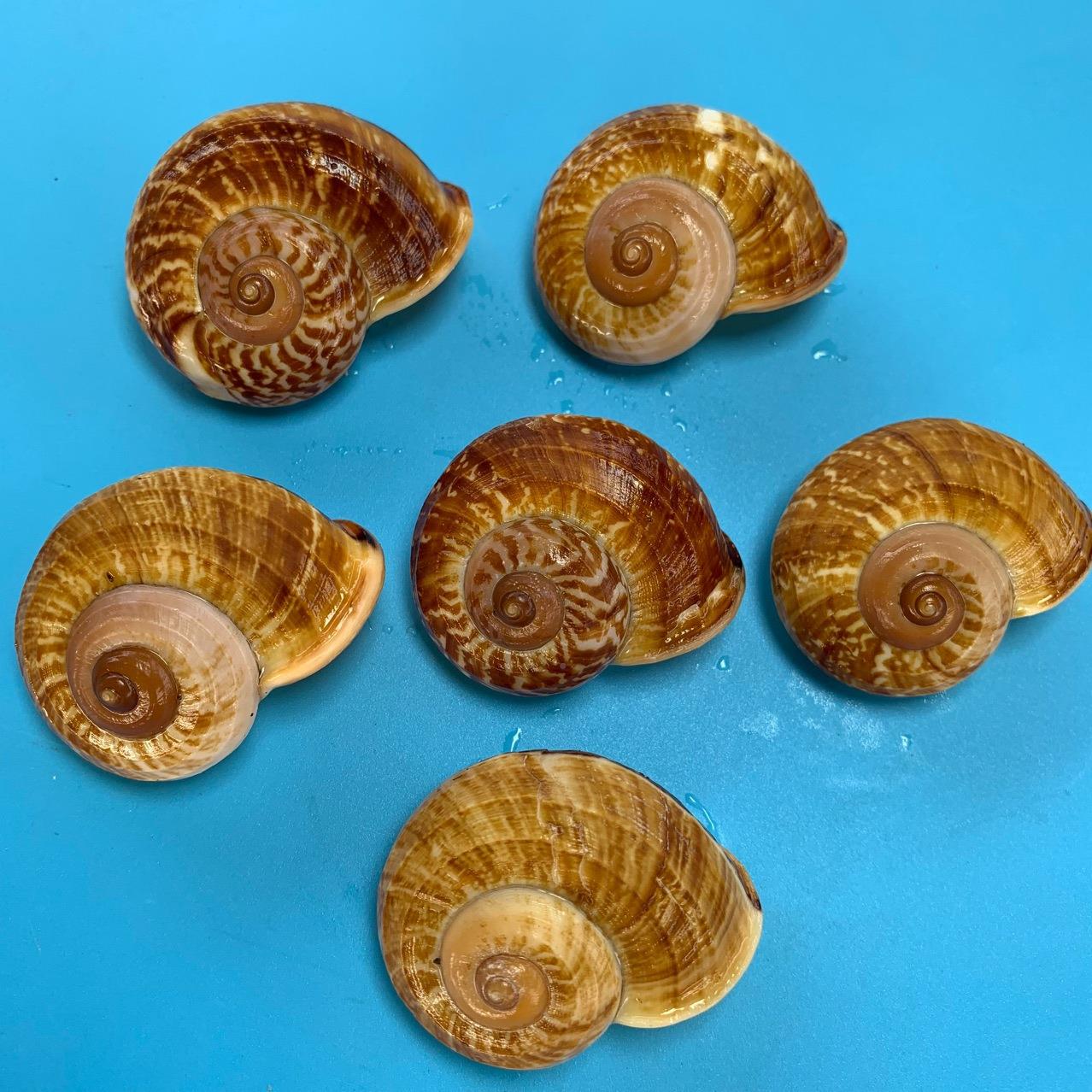 包蜗牛螺天然面贝海螺寄居壳替换壳鱼缸水族造景贝壳标本蟹收藏.