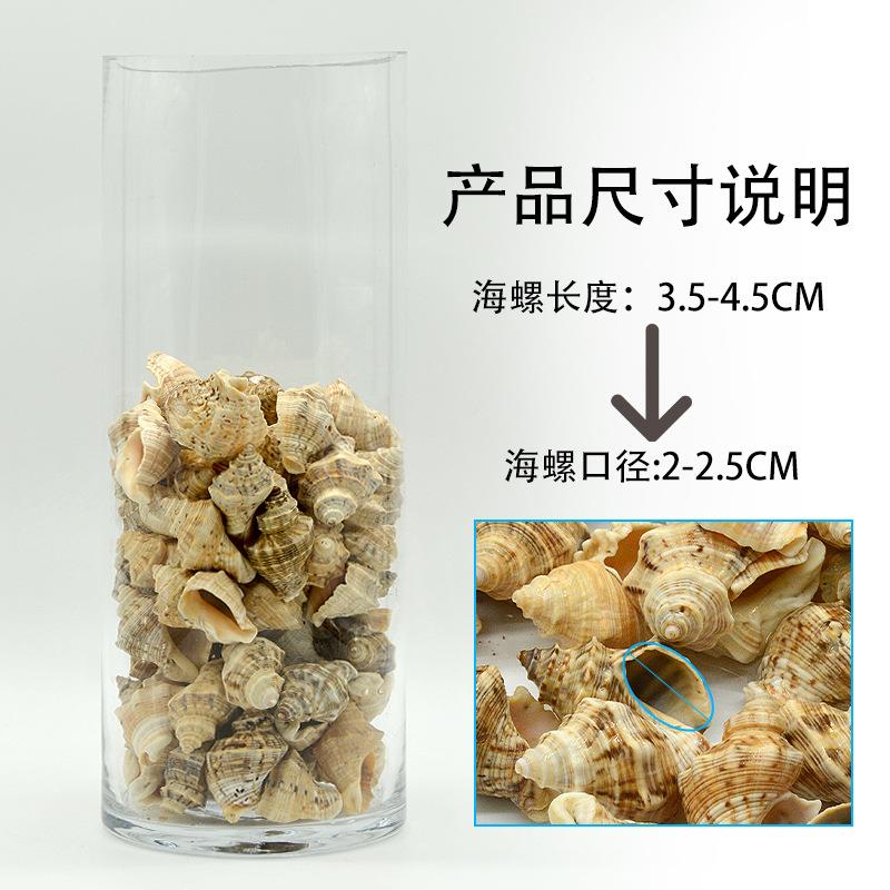 天然海件螺号贝壳 黄口螺一斤鱼箱水族摆寄居蟹替换壳 小黄口螺海