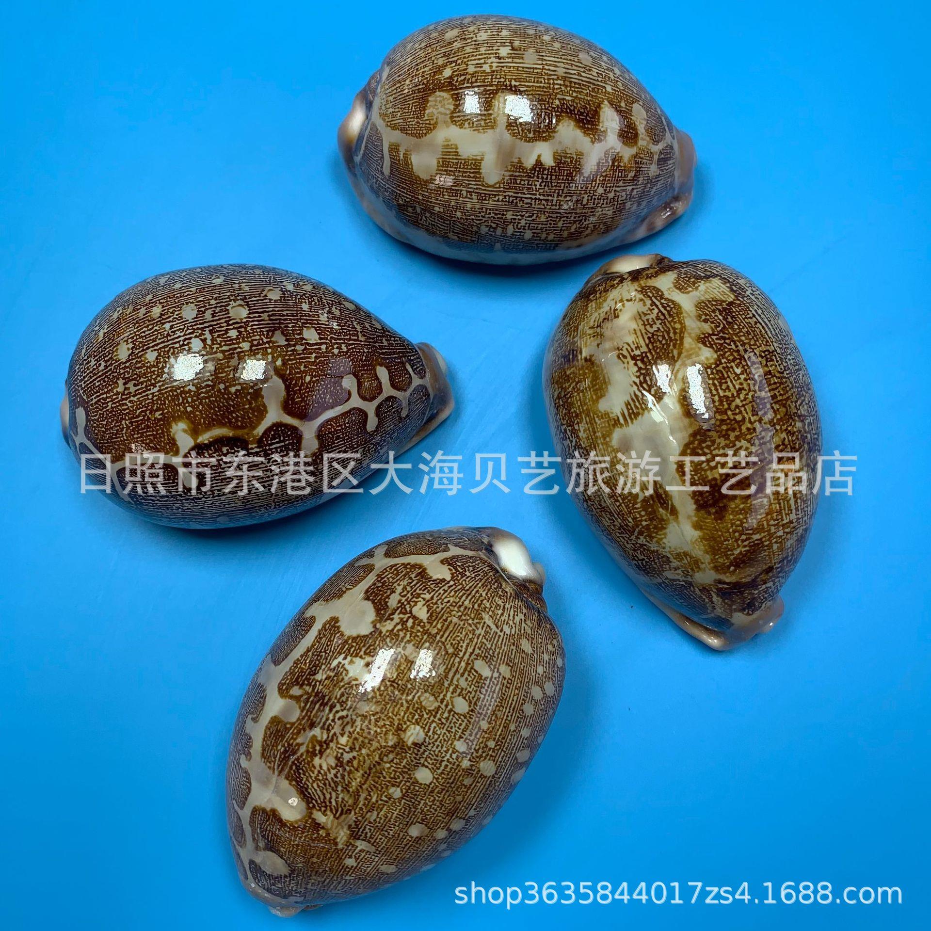 地图宝螺天贝壳海螺缸造景鱼装饰居贝壳收藏 家摆件然厂家.
