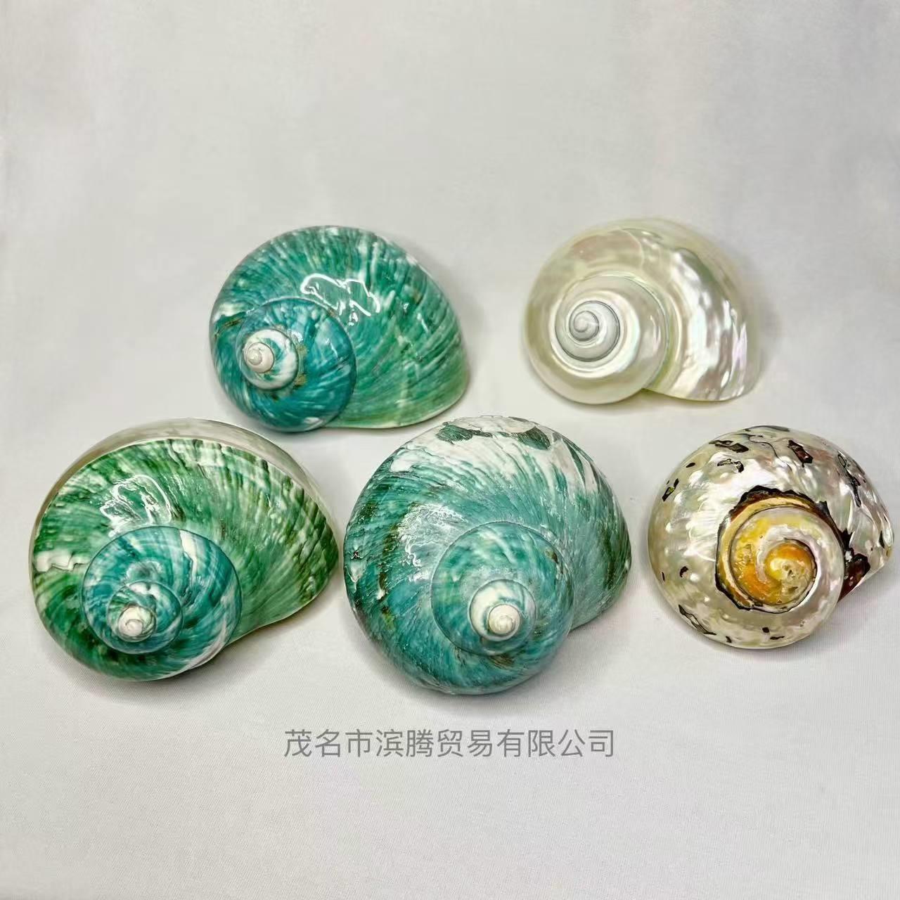 天区然海螺大绿螺蝾螺南非珍嵘螺天然贝壳海螺旅游景977060纪念品