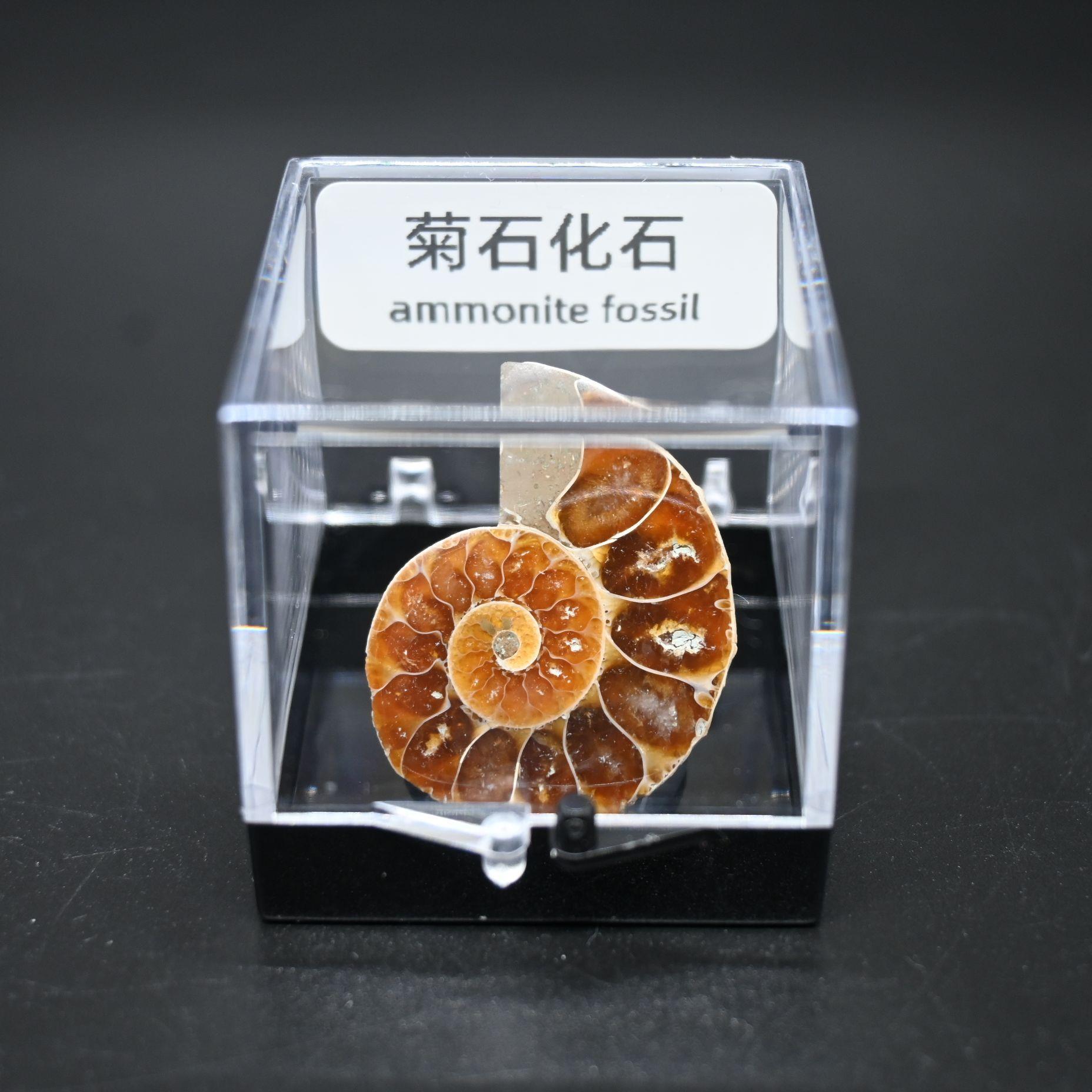 马达加物斯加天然彩螺化石转运螺斑菊石螺古生海化石标本原石教辅