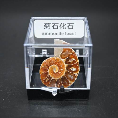 马达加物斯加天然彩螺化石转运螺斑菊石螺古生海化石标本原石教辅