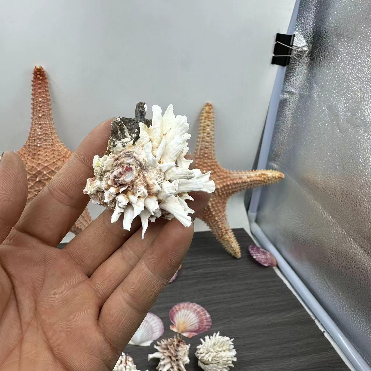 蛤 天然海螺贝海壳货标本螺收藏摆源件5-7厘米菊白菊螺.