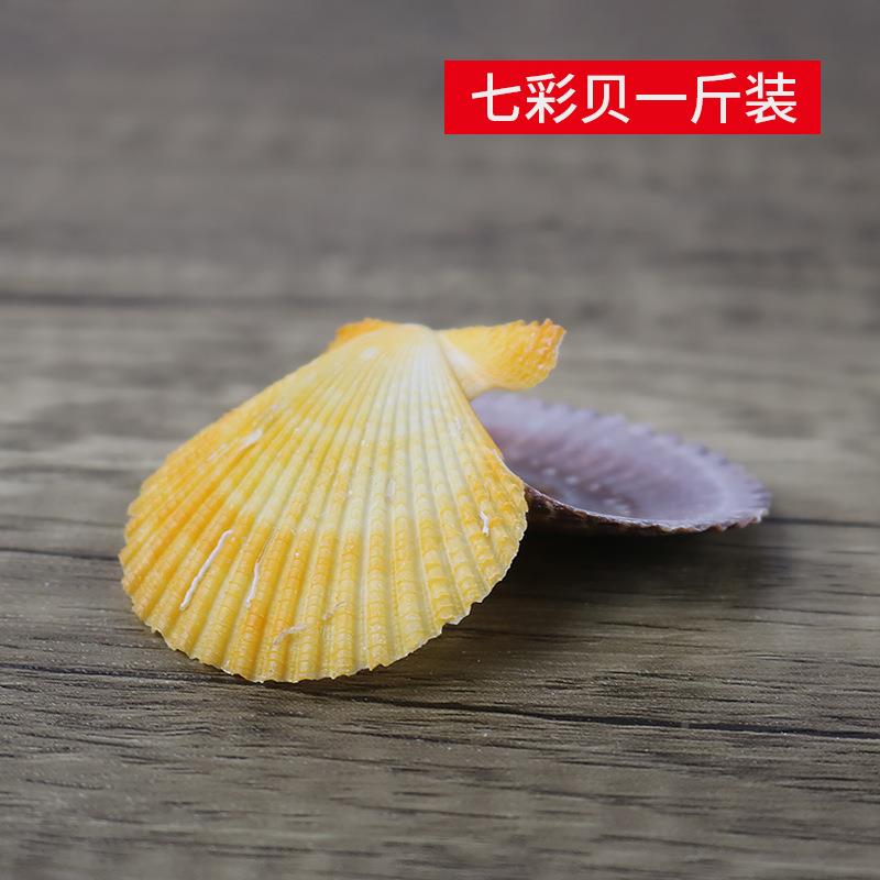 天海螺贝壳工艺材料七彩扇d贝工iy地中然海鱼缸装饰品手配件.