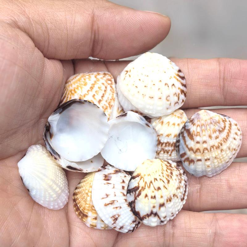天然贝壳小花蛤鹰翅贝鱼缸水瓶族装螺海材料DIY漂流微饰景观.