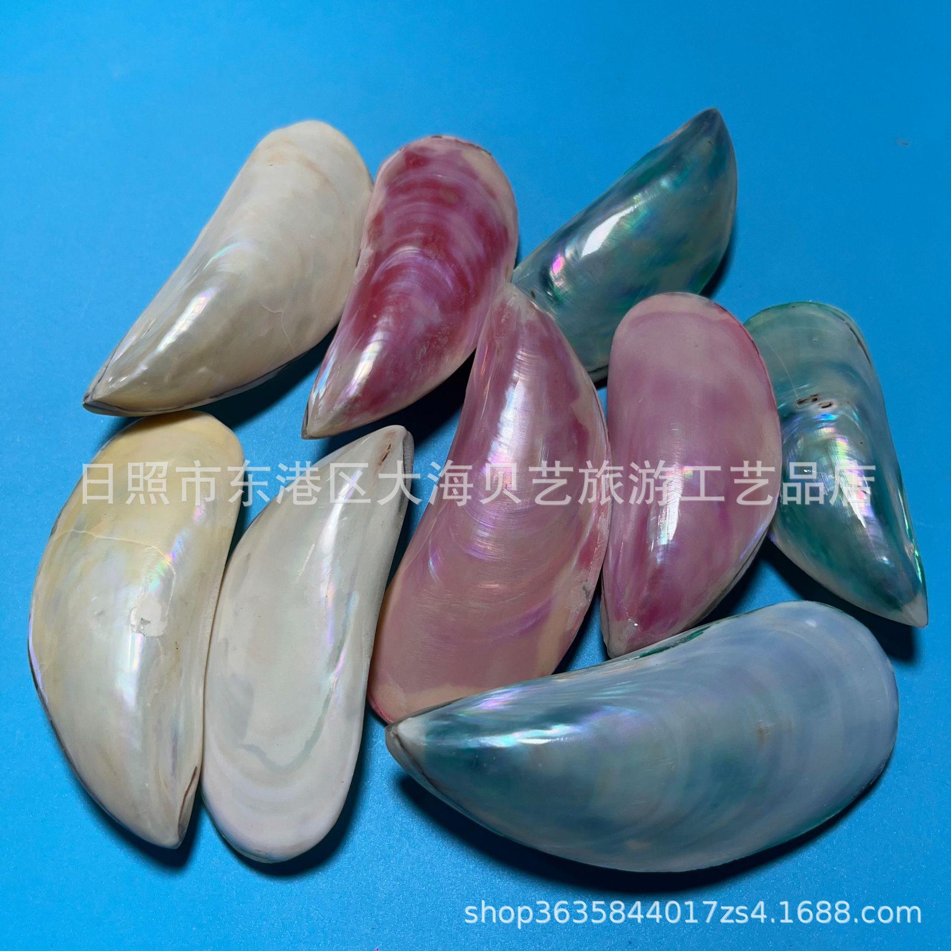 七彩青口天然贝壳海螺鱼缸族造景地台装水饰摄螺厂影收藏品家.