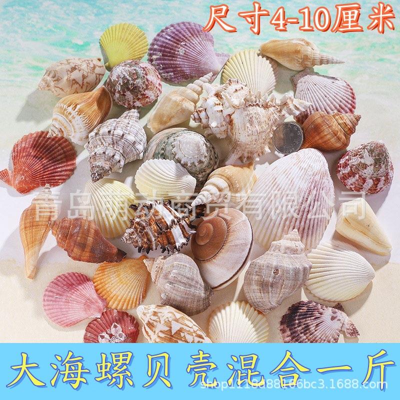 天然贝螺壳手工diy鱼缸壳造景贝壳画装论饰标本寄居867蟹海贝壳斤