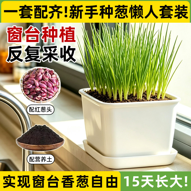 四季红葱头种植盆栽套装家用阳台种菜盆葱头种子种植神器小香葱盆图片