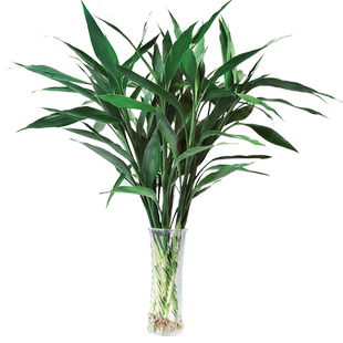 富贵竹水培植物水养带根观音竹绿萝竹子绿植盆栽花卉植物室内花瓶