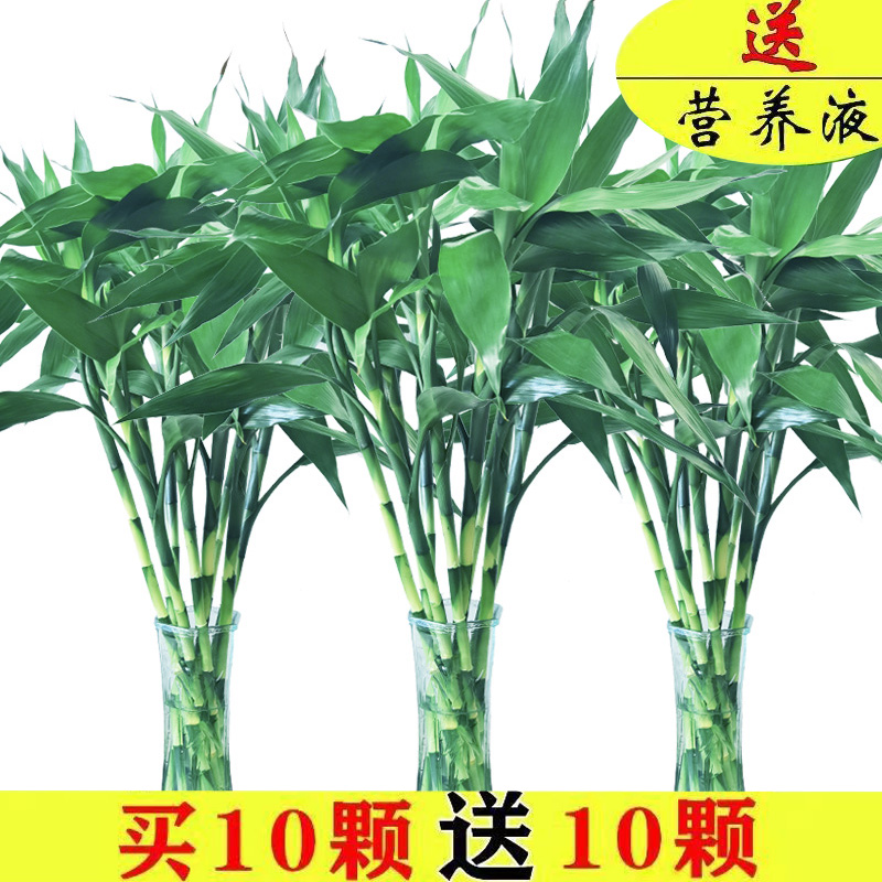富贵竹水培植物水养带根转运竹花卉绿植室内盆栽发财树鲜花绿萝箩
