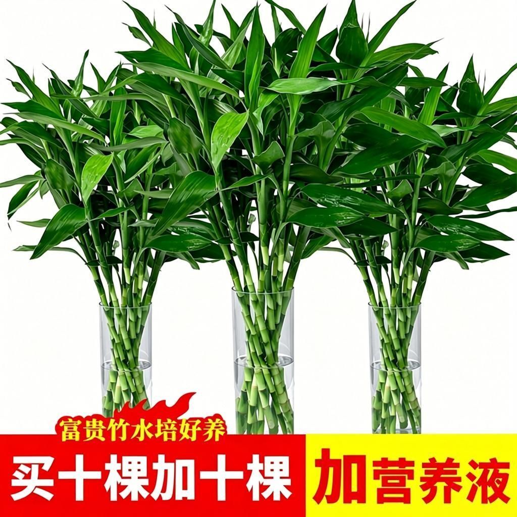 平安富贵竹水培植物水培水养绿植客厅室内吉祥招财转运花卉绿竹