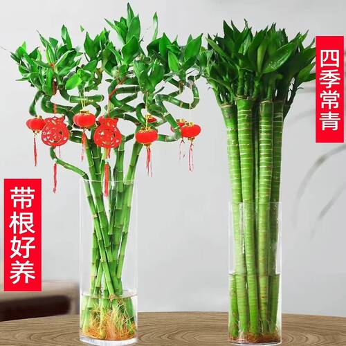 富贵竹水培植物转运竹室内客厅龙竹文昌竹办公室桌面四季盆栽绿植