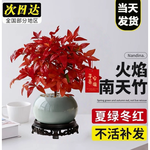 火焰南天竹盆栽红叶小盆景耐寒植物室内桌面好养观叶花卉四季绿植