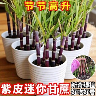 迷你甘蔗盆景植物室内花卉绿植桌面客厅盆栽