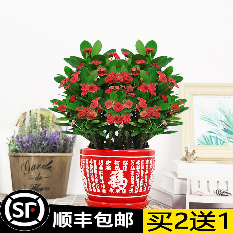 红掌室内客厅四季好养
