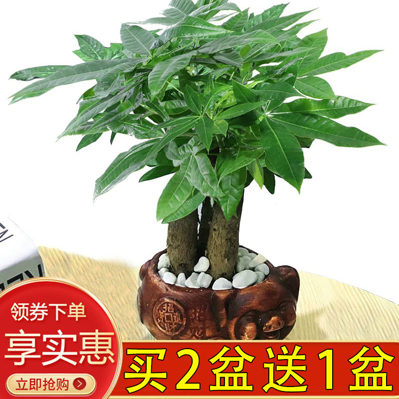 发财树绿植盆栽八方办公室