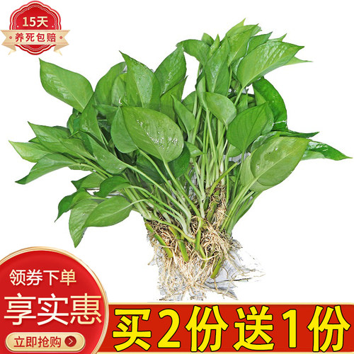 水培花卉绿萝箩红白金钱树植物