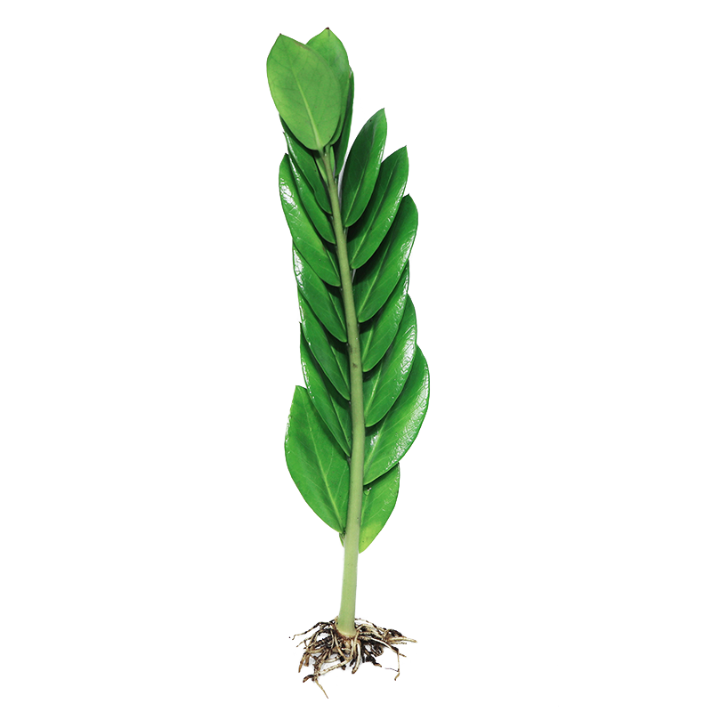 水培花卉绿萝箩红白金钱树植物