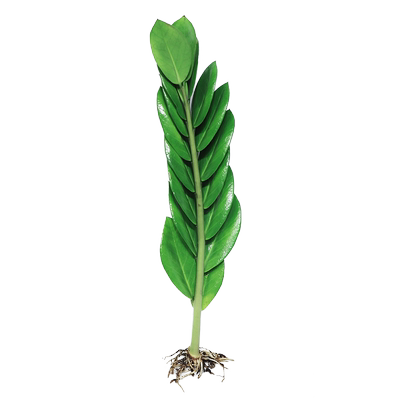 水培花卉绿萝箩红白金钱树植物