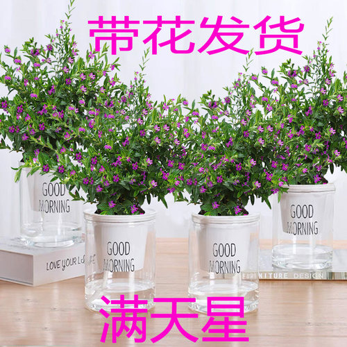 满天星盆栽带花