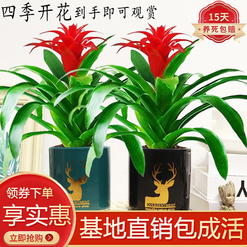 鸿运当头好运凤梨盆栽绿植花卉室内客厅办公土水培好养易活美观