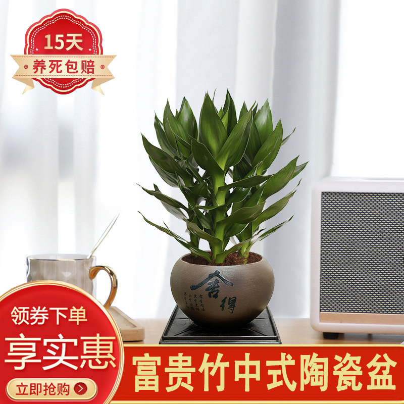 富贵竹步步高荷花竹紫砂陶瓷盆客厅好养土培植物净化空气美观环境