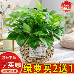 绿萝盆栽绿植绿箩绿植吊兰好养活室内植物净化绿萝水培室内花卉