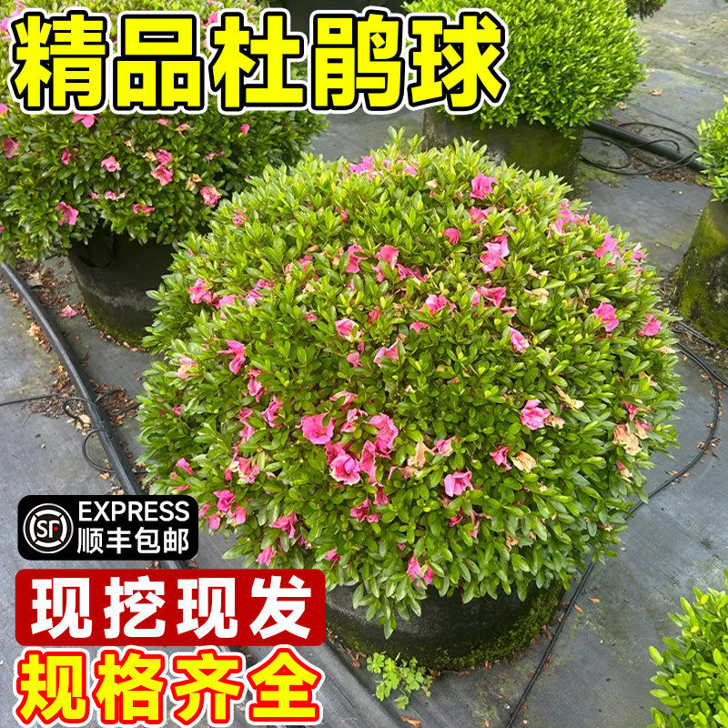 毛杜鹃球杜鹃花苗紫娟苗球形花卉庭院色块植物花园绿化苗四季常青
