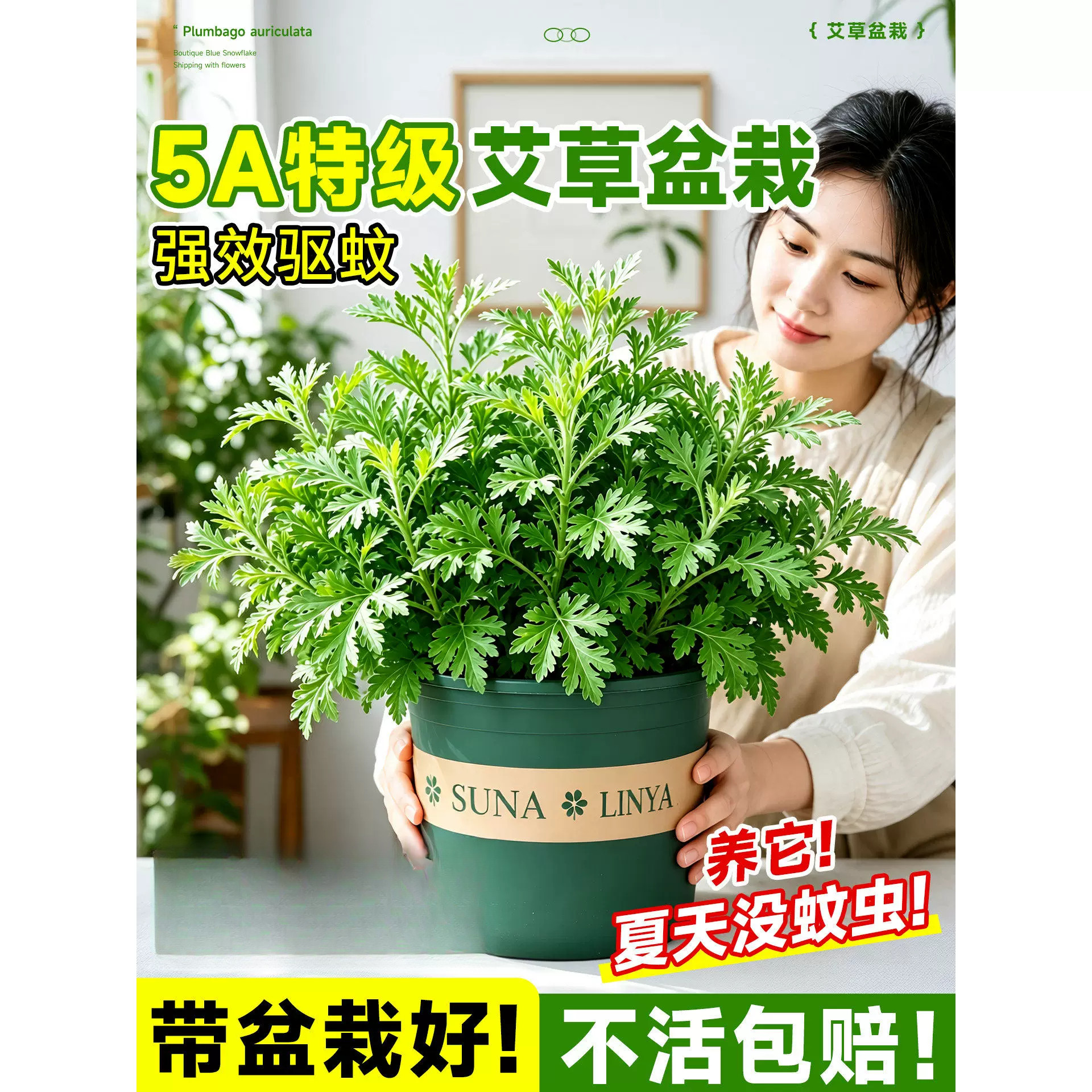 艾草苗驱蚊植物食用香草新鲜室内外阳台绿植盆栽防虫小叶艾蒿端午