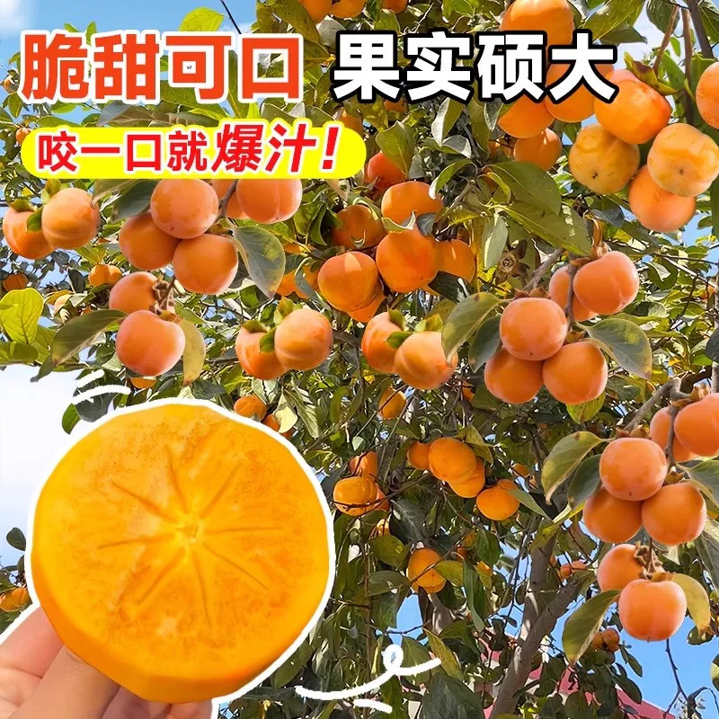 柿子苗树脆甜柿火晶柿南北方种植庭院盆栽柿子树苗当年结果柿子树