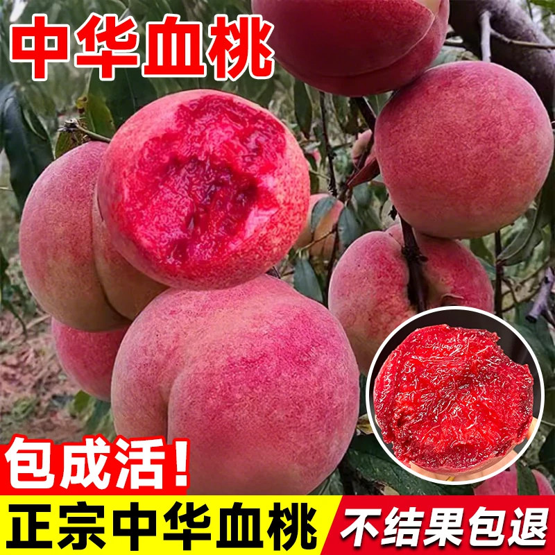 血桃苗特大早晚熟嫁接桃树苗水蜜桃盆栽地载苗南北方种植当年结果