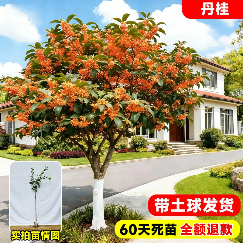 八月桂花树苗盆栽特大号带花苞四季金丹桂庭院地栽花卉绿化行道树