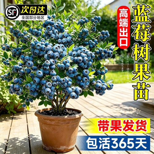 蓝莓树果苗盆栽带果带花苞花香苗地栽南方北方种植L25特大号果树